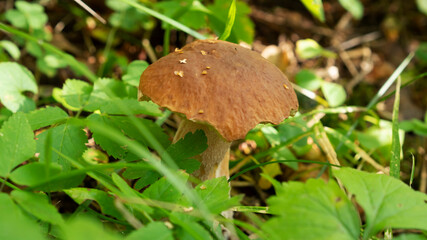 Mushroom boletus edulis grows in the grass in the forest. Mushroom boletus is an excellent source of healthy proteins. Selective focus.