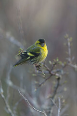 European Siskin Spinus spinus perching on a branch