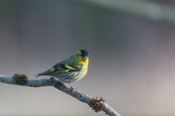 Fototapeta premium European Siskin Spinus spinus perching on a branch