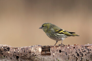 European Siskin Spinus spinus perching on a branch