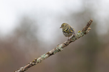 European Siskin Spinus spinus perching on a branch
