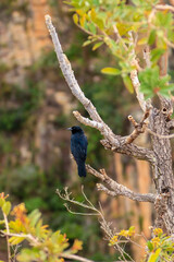 Blackbird on typical cerrado landscape, MG, Brazil