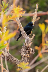 Blackbird in a tree