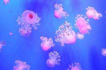 Fototapeta na wymiar jelly fishes in aquarium