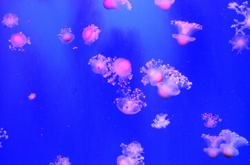 Fototapeta na wymiar jellyfish swimming in the sea