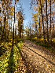 Fototapeta premium The path in the autumn park, yellow leaves on trees and on the ground, long shadows of trees, walking people, sunbeams of the sun,