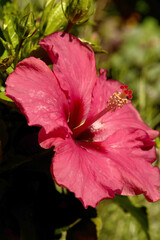 Fototapeta premium Red Hibiscus flower with yellow stamens