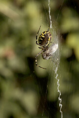 Wasp spider (Argiope bruennechi) with prey, suspended in web