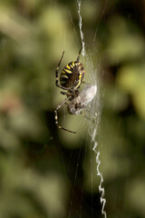 Wasp spider (Argiope bruennechi) with prey, suspended in web