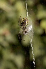 Wasp spider (Argiope bruennechi) with prey, suspended in web