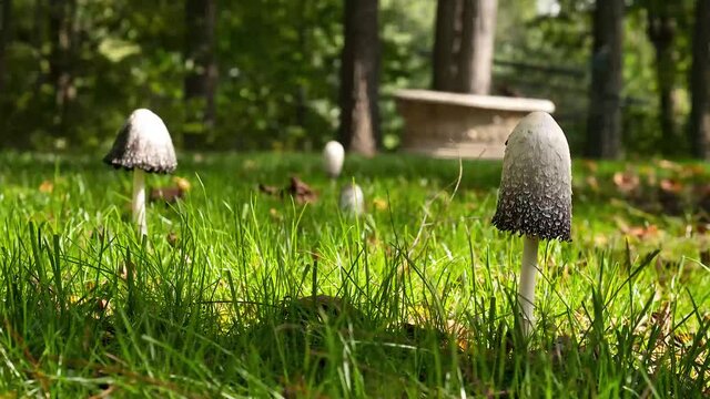 Timelapse of mushrooms growing in the grass from day into night.