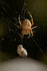 Garden or cross spider (Araneus diadematus) with prey