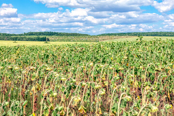 Fototapeta na wymiar Agricultural field with withered sunflower plants in the summer