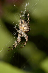 Garden or cross spider (Araneus diadematus) in web