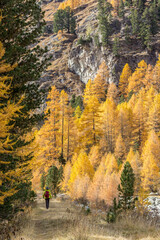 Fototapeta premium A female hiker is taking a trail in the Roseg Valley in Grison larch forest in Switzerland