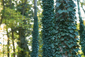 Beautiful scenery green trees with leaves sunset