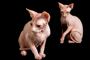 Two sphynx cats sitting on the black background