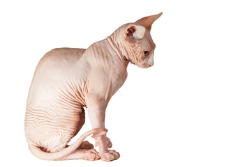 Cute sphynx cat on a white background isolated