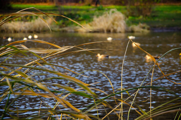 The shore of the pond