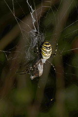 Wasp spider (Argiope bruennechi) with prey, suspended in web