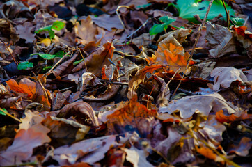 fallen autumn leaves on the ground