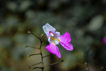 fiore3
