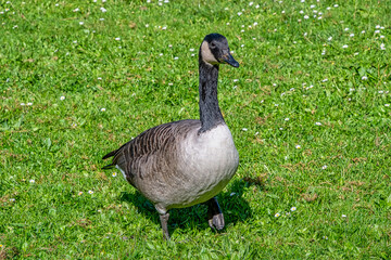 Canada goose walking on grass