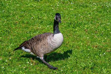 Canada goose walking on grass