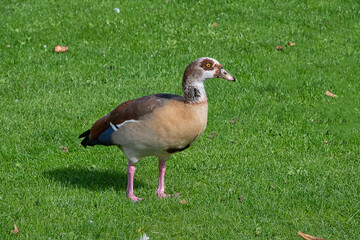 Egyptian goose walking on grass