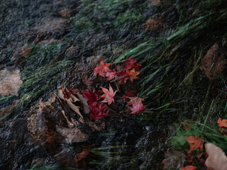 川に落ちた紅葉