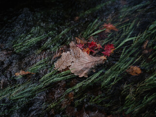 川に落ちた紅葉