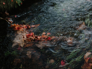川に落ちた紅葉