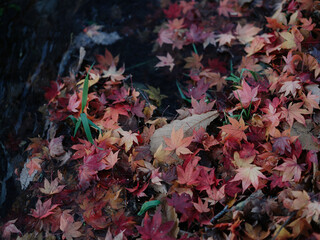 川に落ちた紅葉