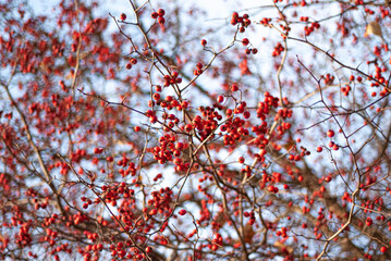 Branches Berries Rowan Autumn red 