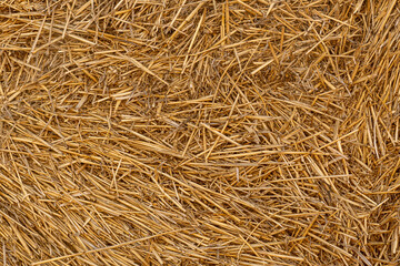 Dry straw texture. Hay background. Yellow dried grass.