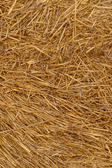 Dry straw texture. Hay background. Yellow dried grass.