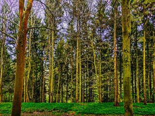 Obraz premium In the trees