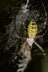 Wasp spider (Argiope bruennechi) suspended in web