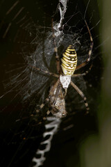 Wasp spider (Argiope bruennechi) suspended in web