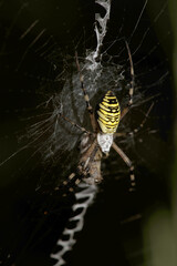 Wasp spider (Argiope bruennechi) suspended in web