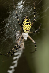 Wasp spider (Argiope bruennechi) suspended in web