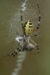 Wasp spider (Argiope bruennechi) suspended in web