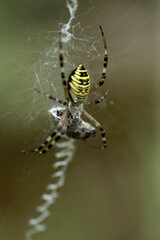 Wasp spider (Argiope bruennechi) suspended in web