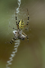 Wasp spider (Argiope bruennechi) suspended in web
