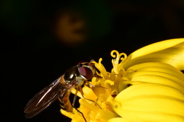 INSECTO EN UNA FLOR