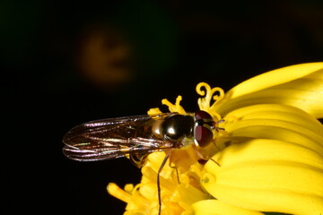 INSECTO EN UNA FLOR