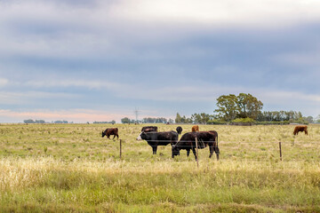 cows grazing in a green field with gray sky and windmills in the background