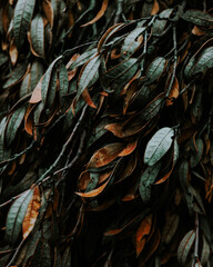 Abstract pattern with green and orange leaves in Arizona