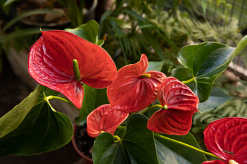 Tropical flora.Closeup view of Anthurium andreanum, also known as Flamingo Flower plant, green leaves and red flowers blooming in the garden.