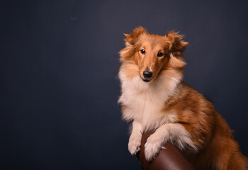 portrait of a sheltie puppy in the studio